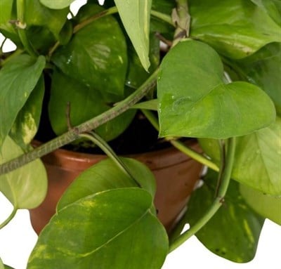 Patos Sarmaşığı Askılı