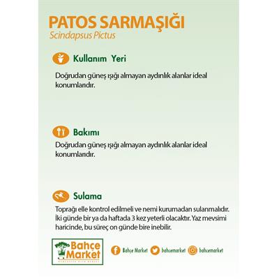 Patos Sarmaşığı Yeşil