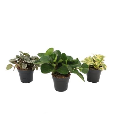 Peperomia (Zümrüt Dalgası) Yeşil