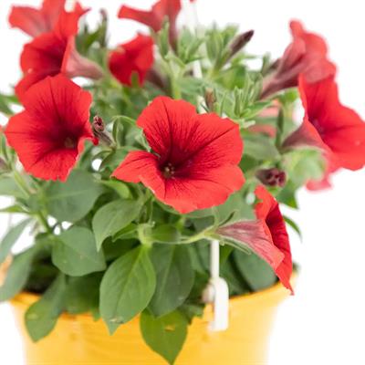 Petunya Askılı Mix 20 - 30 Cm