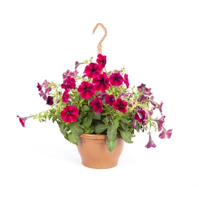 Petunya Askılı Mix 20 - 30 Cm