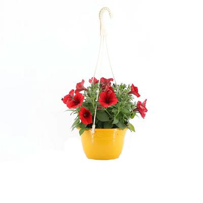 Petunya Askılı Mix 20 - 30 Cm