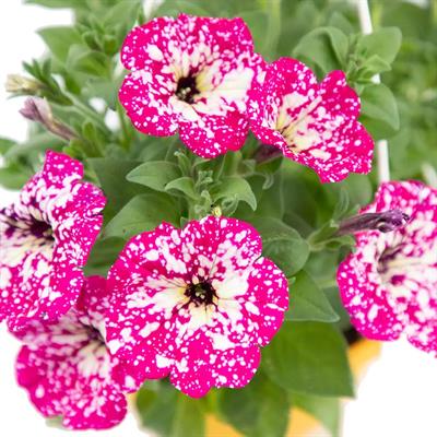 Petunya Askılı Mix 20 - 30 Cm