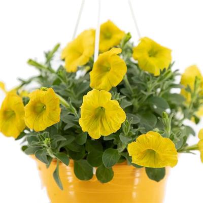 Petunya Askılı Mix 20 - 30 Cm