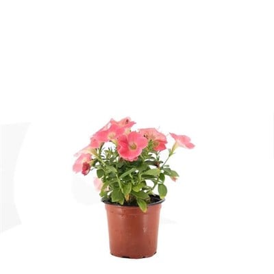 Petunya Çiçeği 10-20 Cm