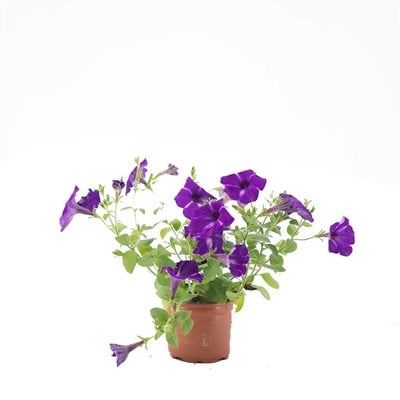Petunya Çiçeği 10-20 Cm