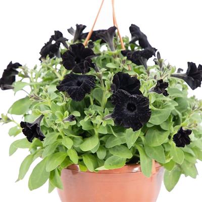 Petunya Çiçeği - Askılı Saksıda Çap 23 Cm - Boy 20-30 Cm