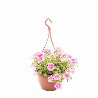 Petunya Çiçeği - Askılı Saksıda Çap 23 Cm - Boy 20-30 Cm