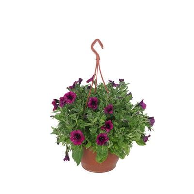 Petunya Çiçeği - Askılı Saksıda Çap 23 Cm - Boy 20-30 Cm