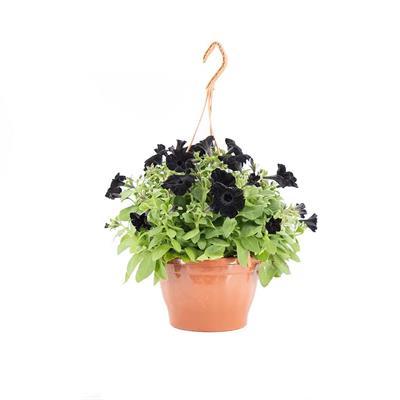 Petunya Çiçeği - Askılı Saksıda Çap 23 Cm - Boy 20-30 Cm