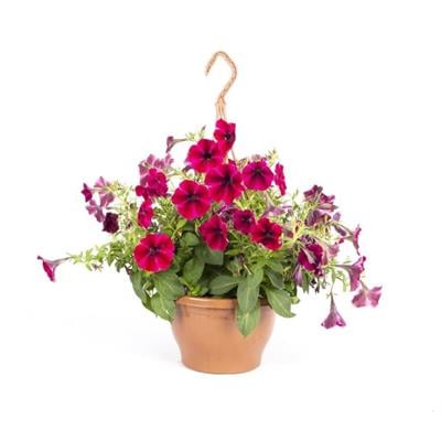 Petunya Çiçeği - Askılı Saksıda Çap 23 Cm - Boy 20-30 Cm