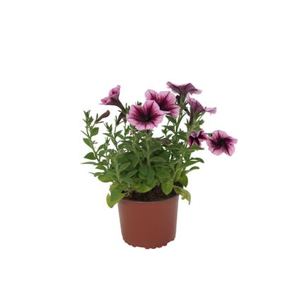 Petunya Çiçeği 10-20 Cm