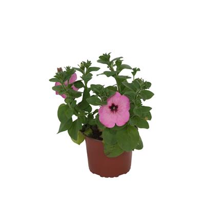 Petunya Çiçeği 10-20 Cm