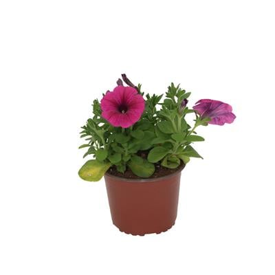 Petunya Çiçeği 10-20 Cm