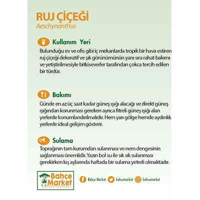 Ruj Çiçeği Askılı