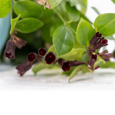 Ruj Çiçeği Askılı