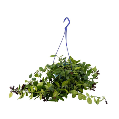 Ruj Çiçeği Askılı