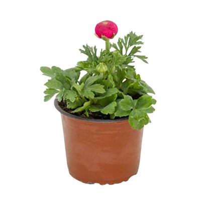 Şakayık Çiçeği 10-20 Cm