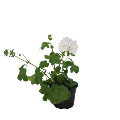 Sakız Sardunya 20-30 Cm