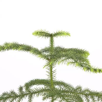 Salon Çamı (Arokarya) Yeşil