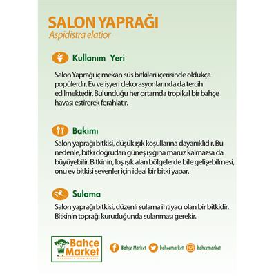 Salon Yaprağı