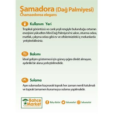 Şamadora (Dağ Palmiyesi) 20-40 Cm Yeşil