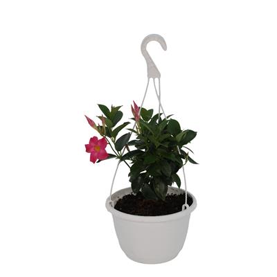 Sandavilla Çiçeği Askılı Saksıda - Çap 18 Cm - 20-30 Cm