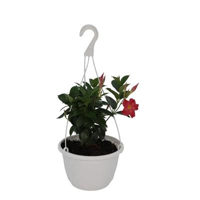 Sandavilla Çiçeği Askılı Saksıda - Çap 18 Cm - 20-30 Cm