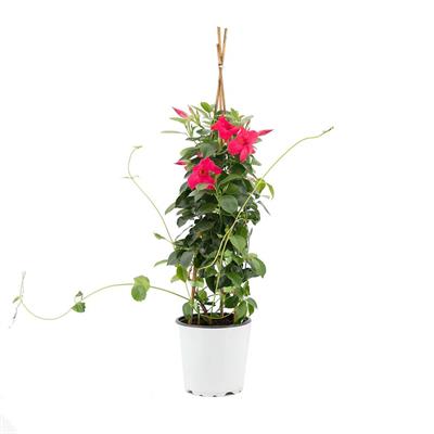 Sandavilla - Mandavilla- Mandevilla - Sarmaşık Çiçeği 60-80 Cm
