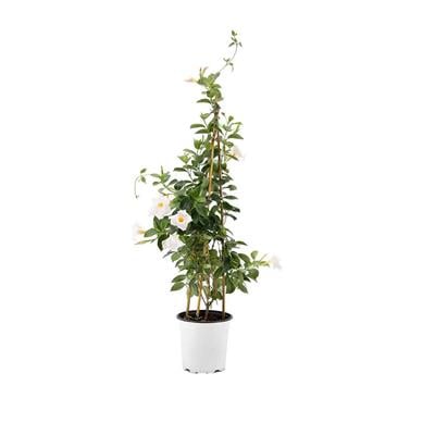 Sandavilla - Mandavilla- Mandevilla - Sarmaşık Çiçeği 60-80 Cm