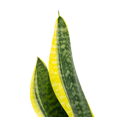 Sanseveria (Paşa Kılıcı) 20-40 Cm