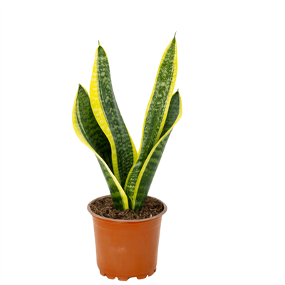 Sanseveria (Paşa Kılıcı) 20-40 Cm