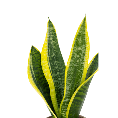 Sanseveria (Paşa Kılıcı) 20-40 Cm