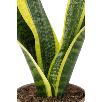 Sanseveria (Paşa Kılıcı) 40-60 Cm