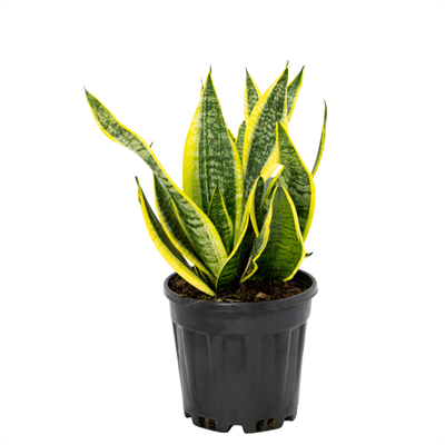 Sanseveria (Paşa Kılıcı) 40-60 Cm