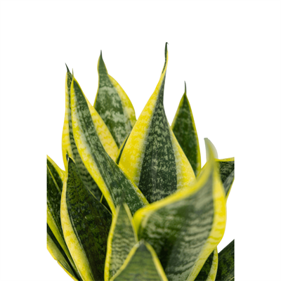 Sanseveria (Paşa Kılıcı) 40-60 Cm