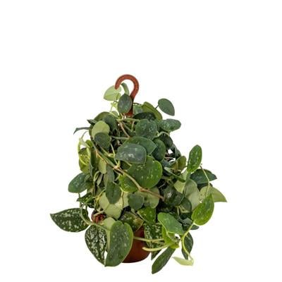 Scindapsus  (Patos Sarmaşığı )Askılı 40-60 Cm