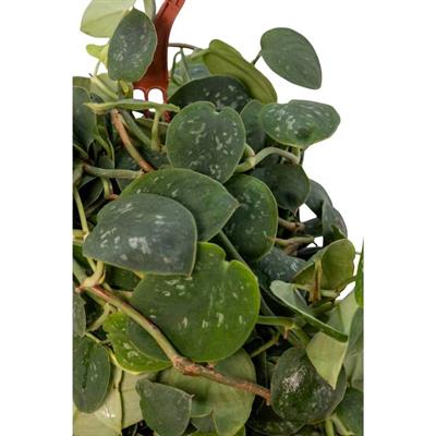 Scindapsus  (Patos Sarmaşığı )Askılı 40-60 Cm