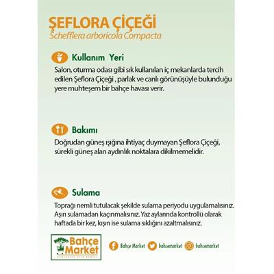 Şeflera Çiçeği 2li 80 - 100 Cm
