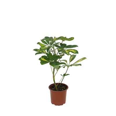 Şeflora Çiçeği Tekli 30-40 Cm