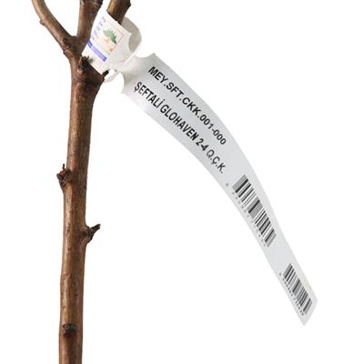 Şeftali Fidanı Glohaven Çıplak Kök