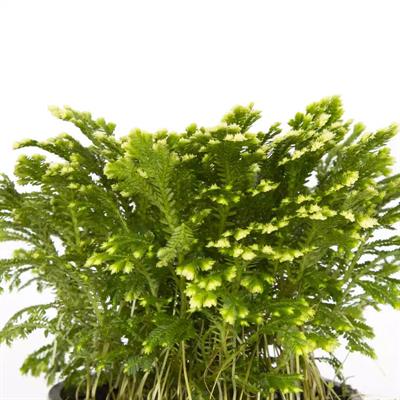 Selaginella 10-20 Cm Yeşil