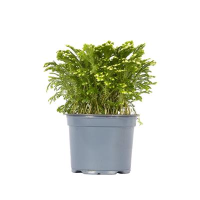 Selaginella 10-20 Cm Yeşil