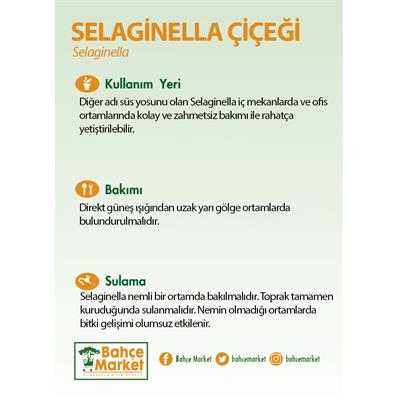 Selaginella 10-20 Cm Yeşil