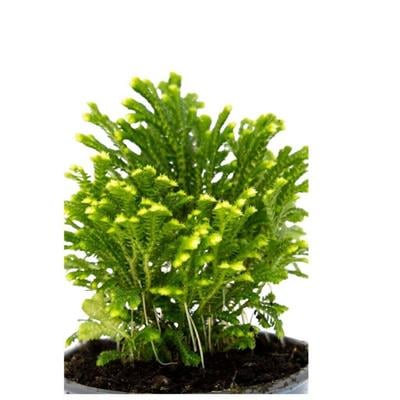 Selaginella