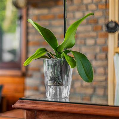 Serinova Şeffaf Orkide Kabı Saksı 1.3 Lt Şeffaf(Orkide Saksı)