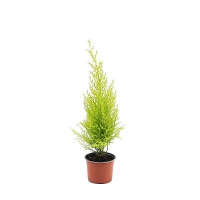 servi-limoni-40-60-cm-b9fc26.jpg