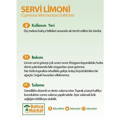 Servi Limoni 40 - 60 Cm Yeşil