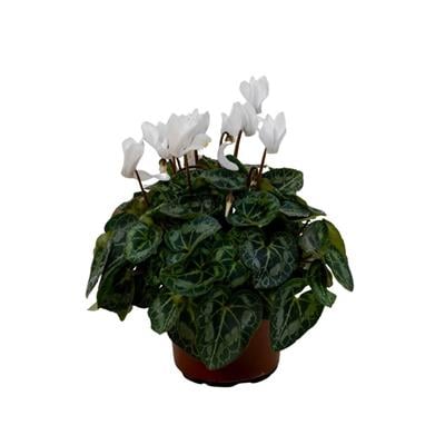 Sıklamen Mini 10-20 Cm