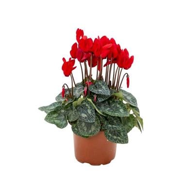 Sıklamen Mini 10-20 Cm